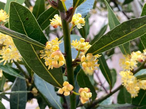 月桂樹 風水|【月桂樹の花言葉】怖い意味もある？プレゼントやお祝いには不。